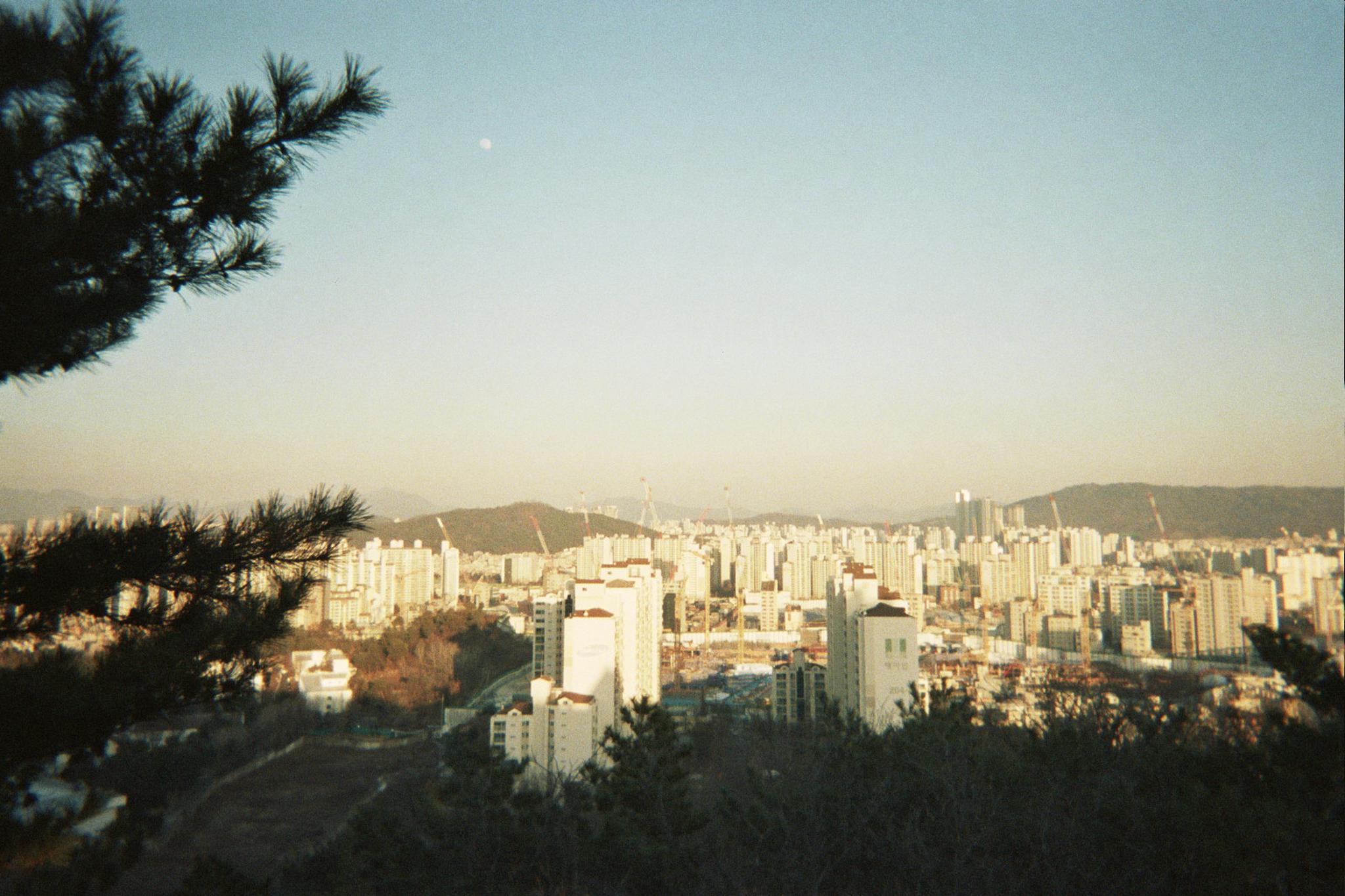 Seoul skyline through pines