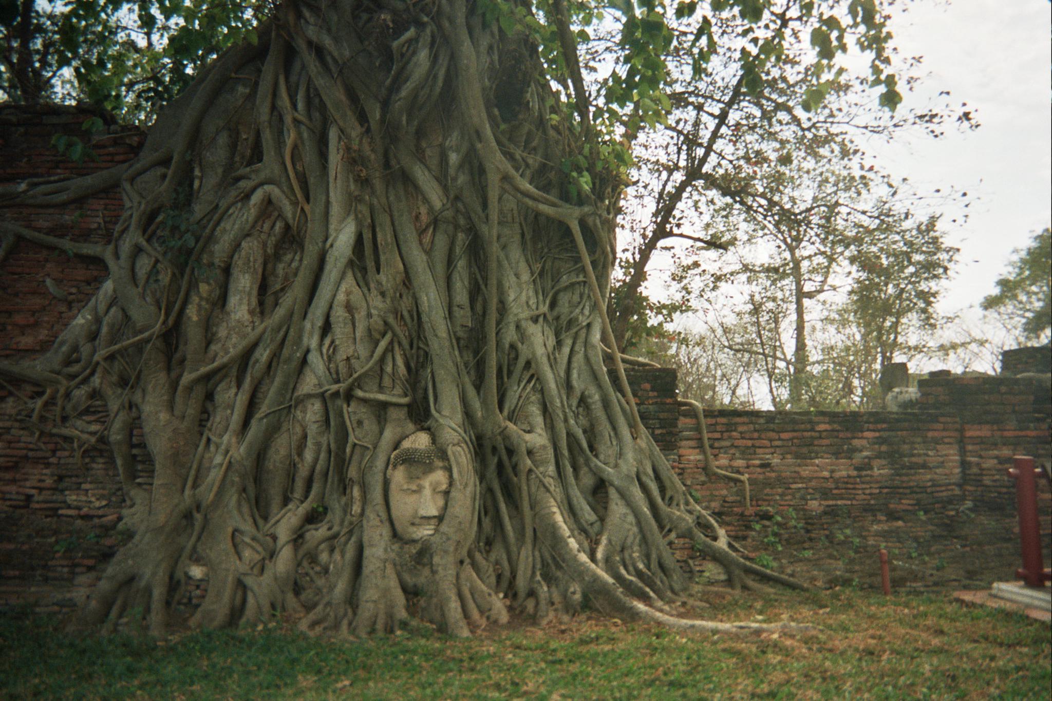 Thailand tree